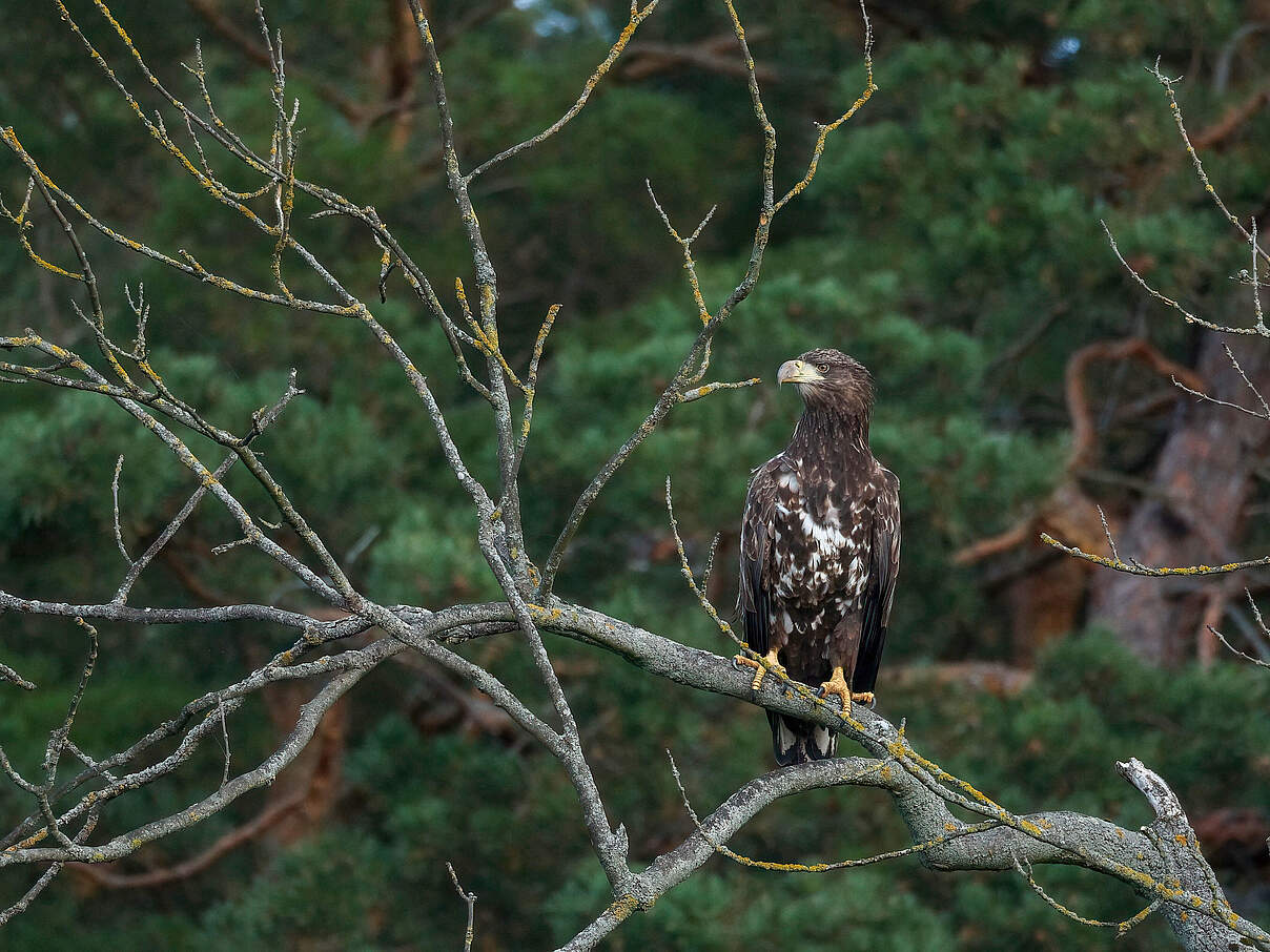 Seeadler auf einem Baum © Peter Ibe
