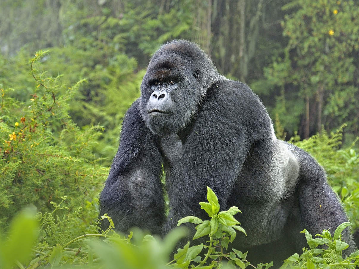 Der stark bedrohte Berggorilla © naturepl.com / Andy Rouse / WWF