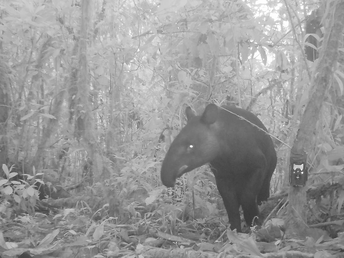 Kamerafallenbild eines Bergtapirs in Peru © WWF Peru Kamerafallenbild eines Bergtapirs in Peru © WWF Peru