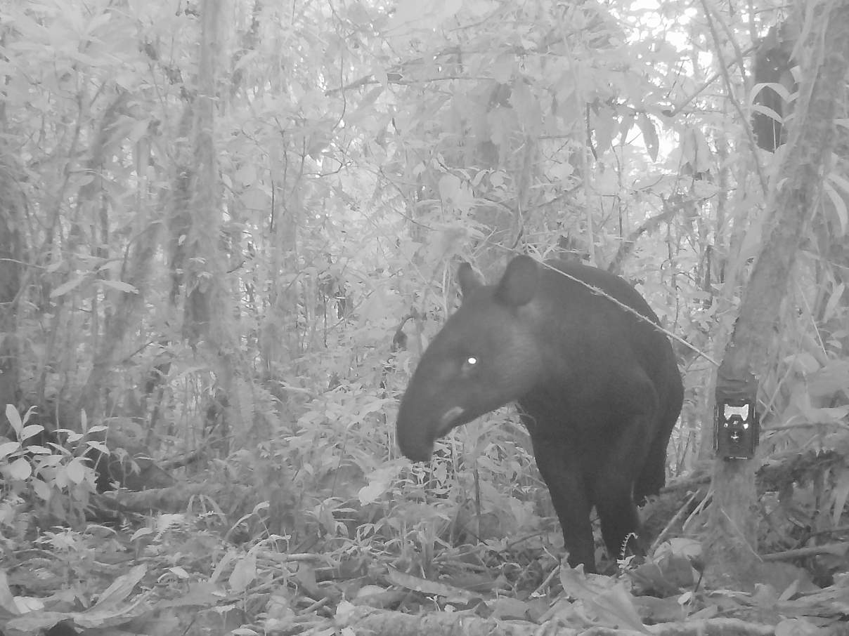 Kamerafallenbild eines Bergtapirs in Peru © WWF Peru