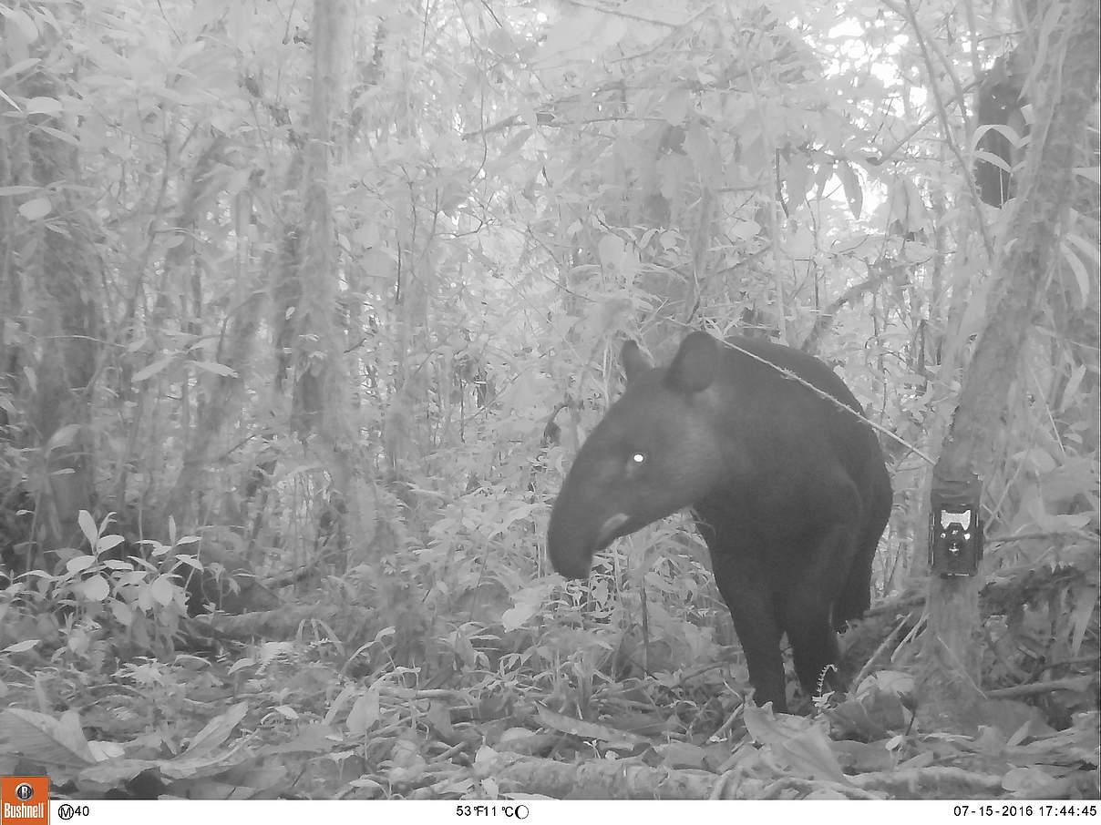 Kamerafallenbild eines Bergtapirs in Peru © WWF Peru