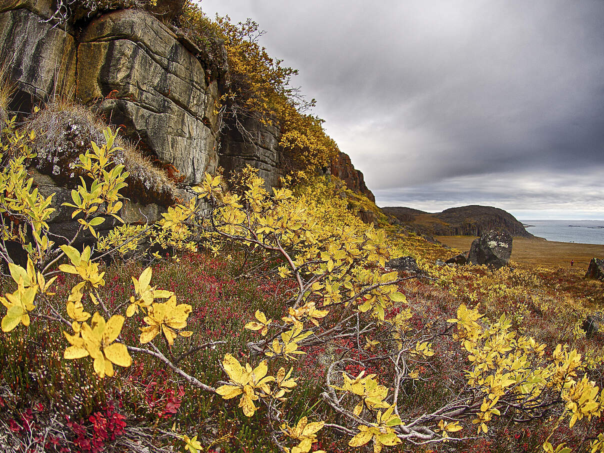 Blühende Polartundra (Betula nana), Victoria Island, North West territories,Canada