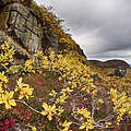 Blühende Polartundra (Betula nana), Victoria Island, North West territories,Canada