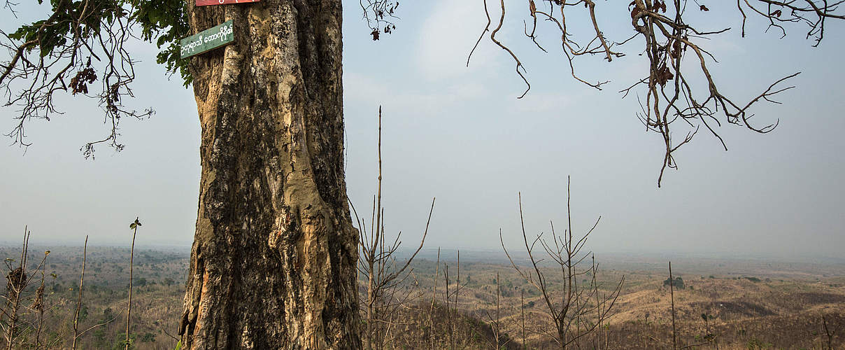 Dürreperiode in Myanmar © Minzayar Oo / WWF USA