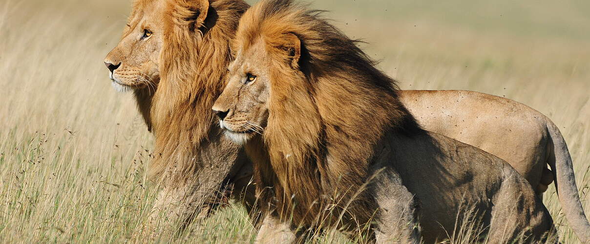 Stolze Bewohner der Serengeti: Zwei männliche Löwen.