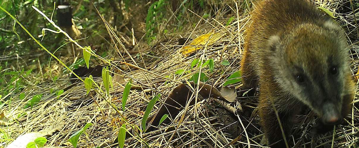 Kamerafalle fotografiert Nasenbär © WWF-Peru