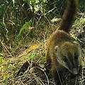 Kamerafalle fotografiert Nasenbär © WWF-Peru