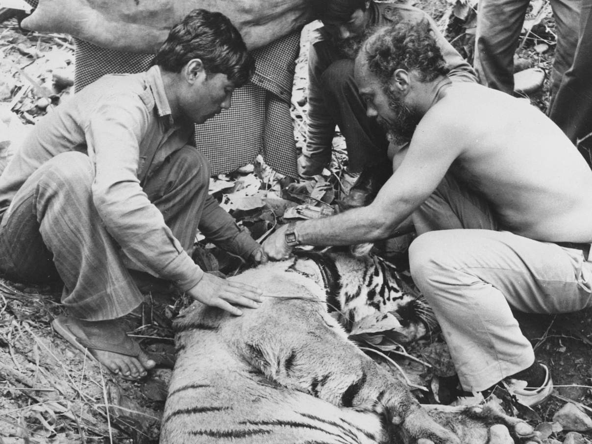 Besenderung eines Tigers im Royal Chitawan National Park in Nepal © Peter Jackson / WWF