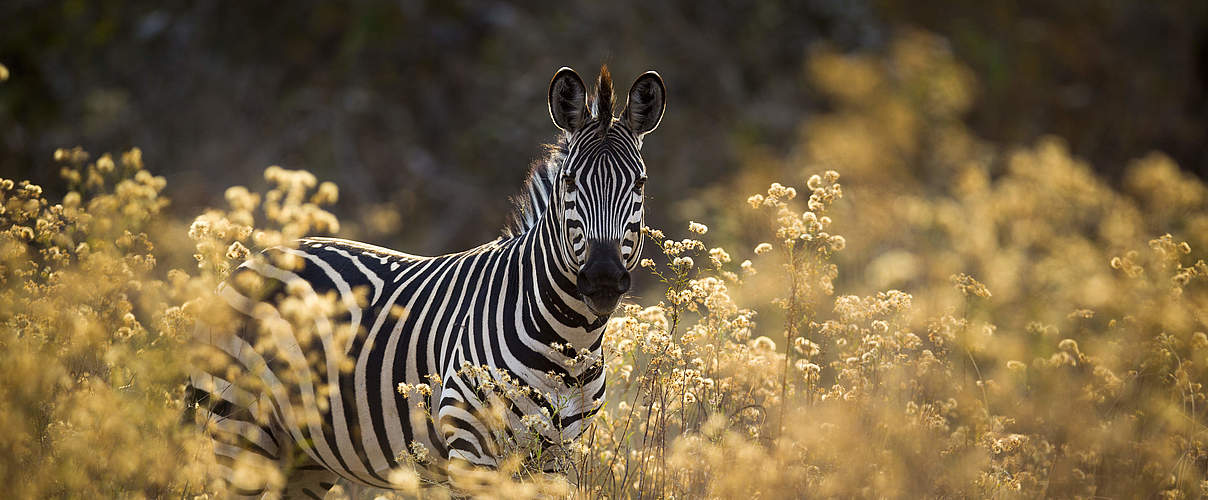 Zebra in Sambia © naturepl.com / Will Burrard-Lucas / WWF