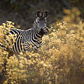 Zebra in Sambia © naturepl.com / Will Burrard-Lucas / WWF
