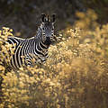 Zebra in Sambia © naturepl.com / Will Burrard-Lucas / WWF