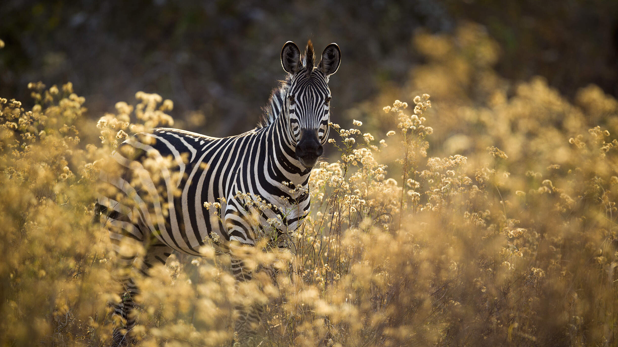 Zebra in Sambia © naturepl.com / Will Burrard-Lucas / WWF