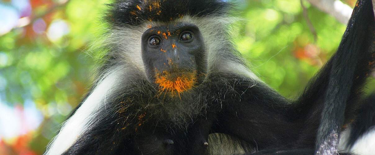 Colobus Stummelaffe mit einem Pollen-Bart © Andrea Donaldson