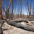 Vom Brand zerstörter Wald in Australien © Global Warming Images / WWF