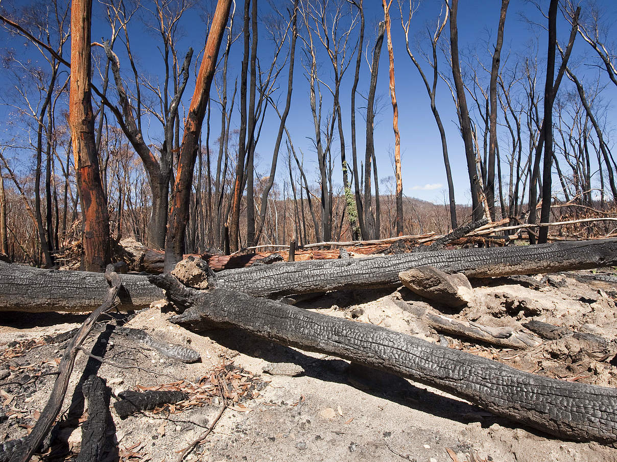 Vom Brand zerstörter Wald in Australien © Global Warming Images / WWF