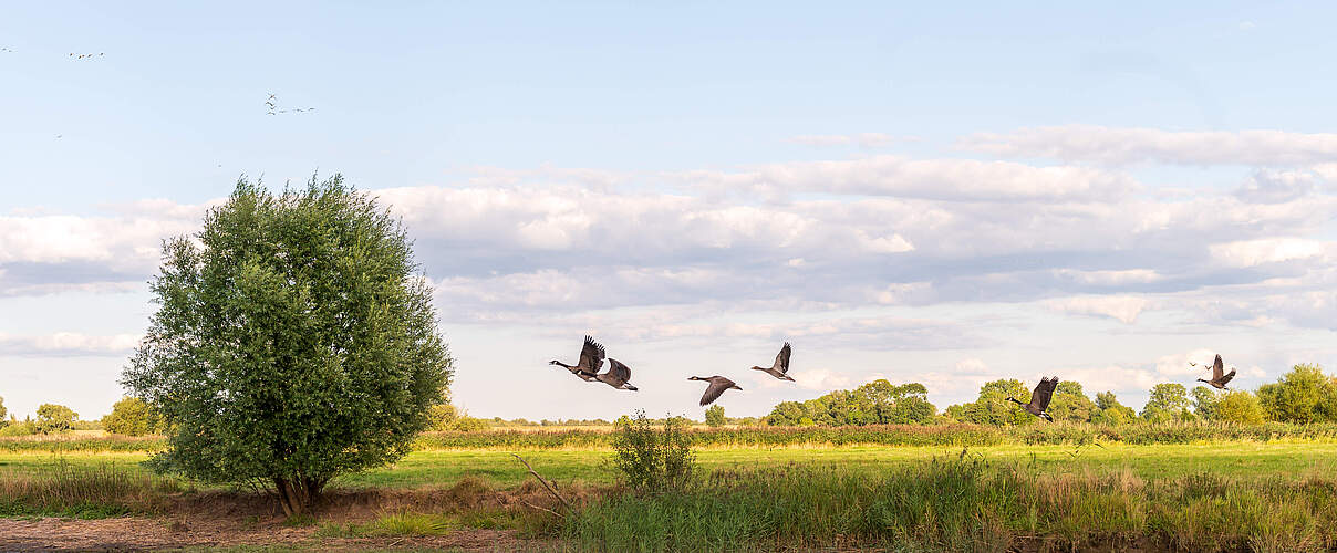 Wasservögel im Flug über dem Ufer der Elbinsel Krautsand.