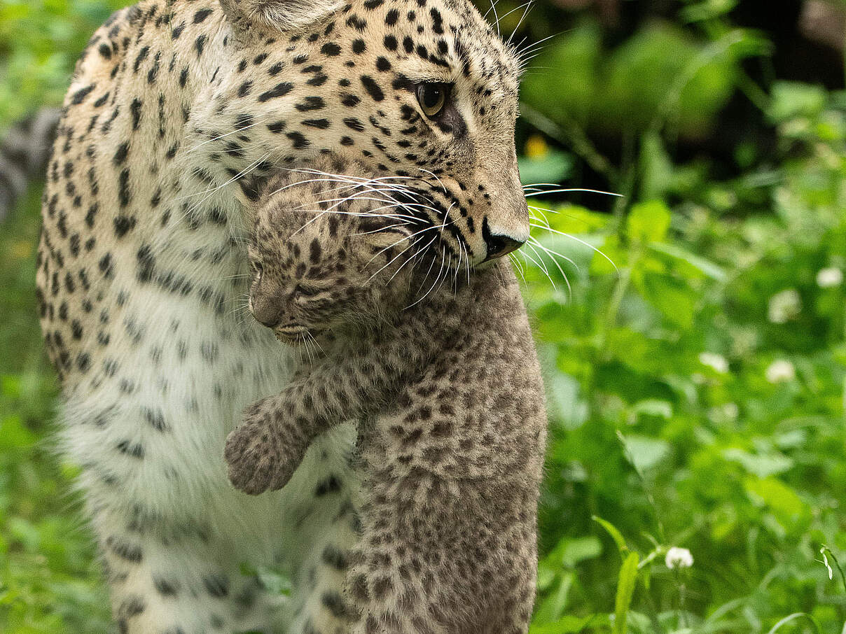 Leopardin Nahla mit Nachwuchs Shirin im Allwetterzoo