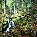 Tour Urwälder im Schwarzwald © Christian Pruy