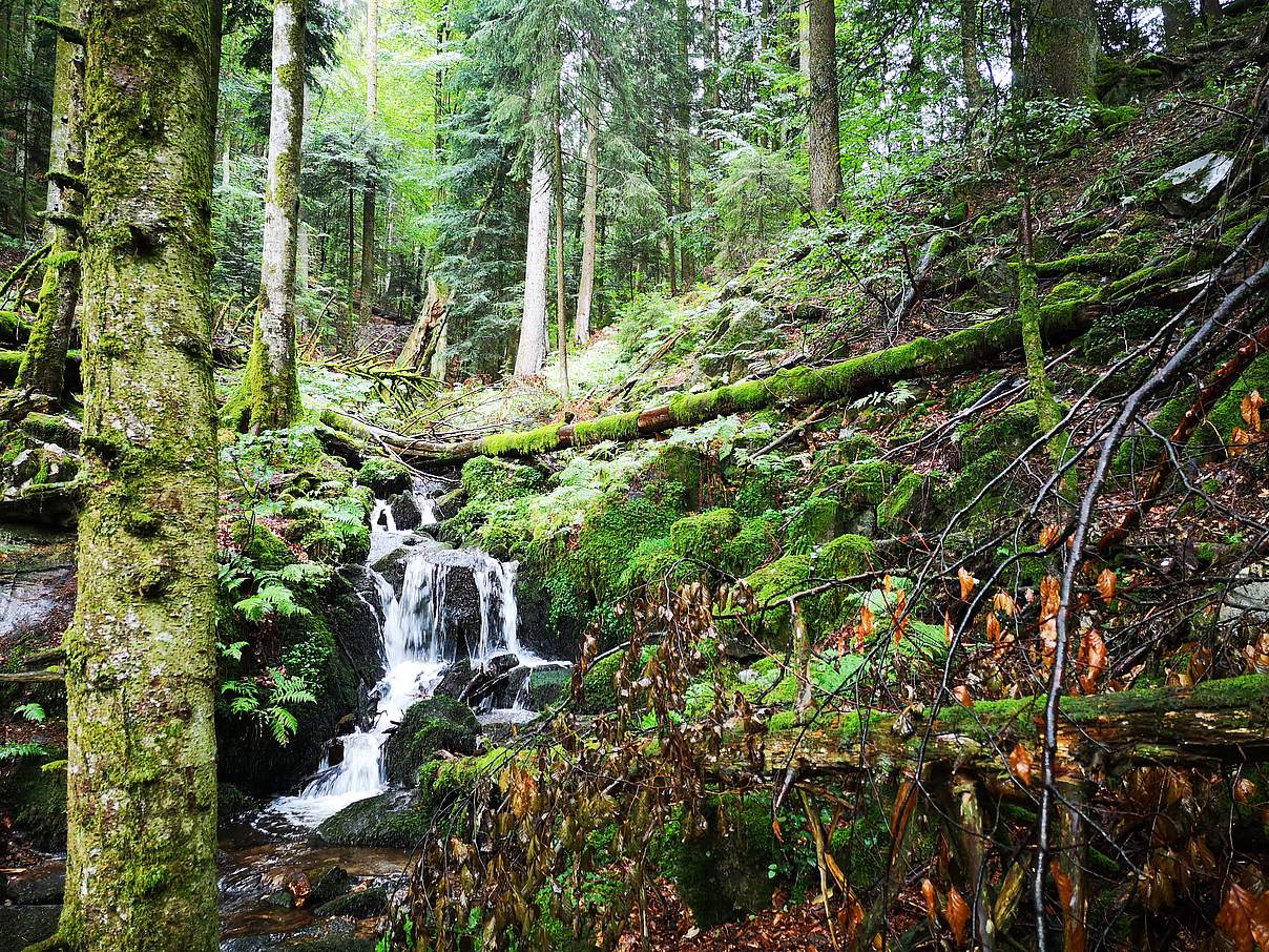 Tour Urwälder im Schwarzwald © Christian Pruy