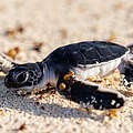 Frisch geschlüpfte Schildkröte auf Mafia Island © Ngoteya Wild / Blue Action Fund / WWF Tansania