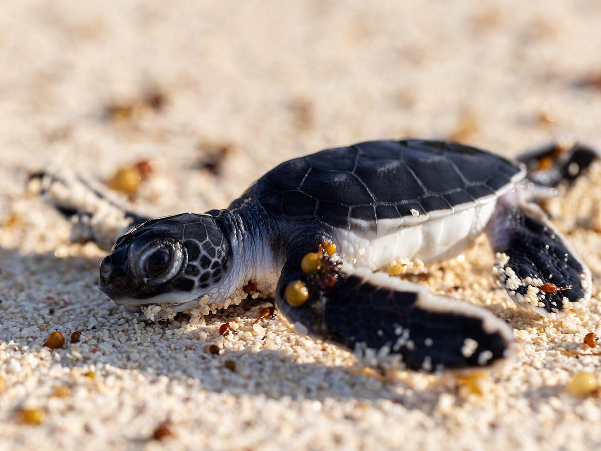 Frisch geschlüpfte Schildkröte auf Mafia Island © Ngoteya Wild / Blue Action Fund / WWF Tansania