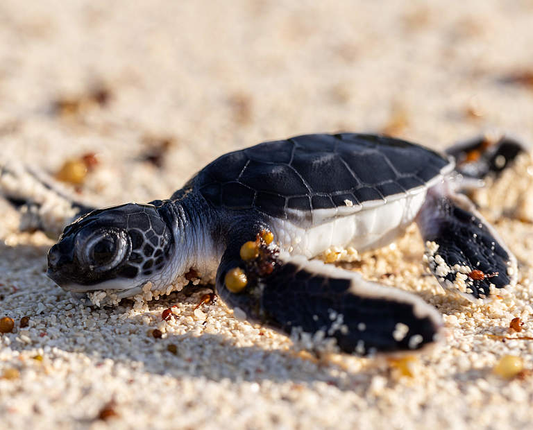 Frisch geschlüpfte Schildkröte auf Mafia Island © Ngoteya Wild / Blue Action Fund / WWF Tansania