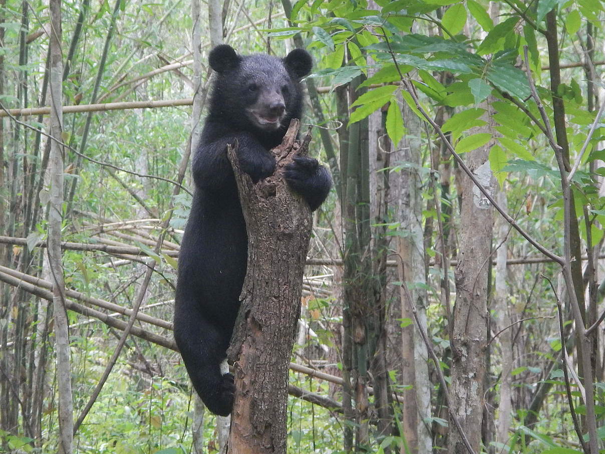 Kragenbär-Waise im Mae Wong-Nationalpark © WWF Thailand