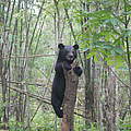 Kragenbär-Waise im Mae Wong-Nationalpark © WWF Thailand