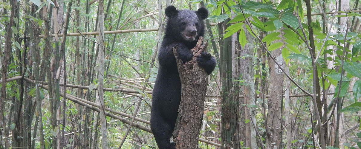 Kragenbär-Waise im Mae Wong-Nationalpark © WWF Thailand