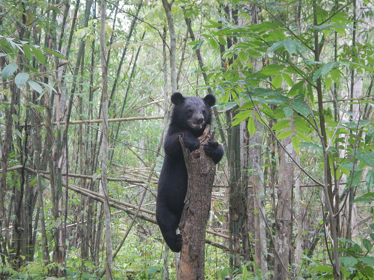 Kragenbär-Waise im Mae Wong-Nationalpark © WWF Thailand