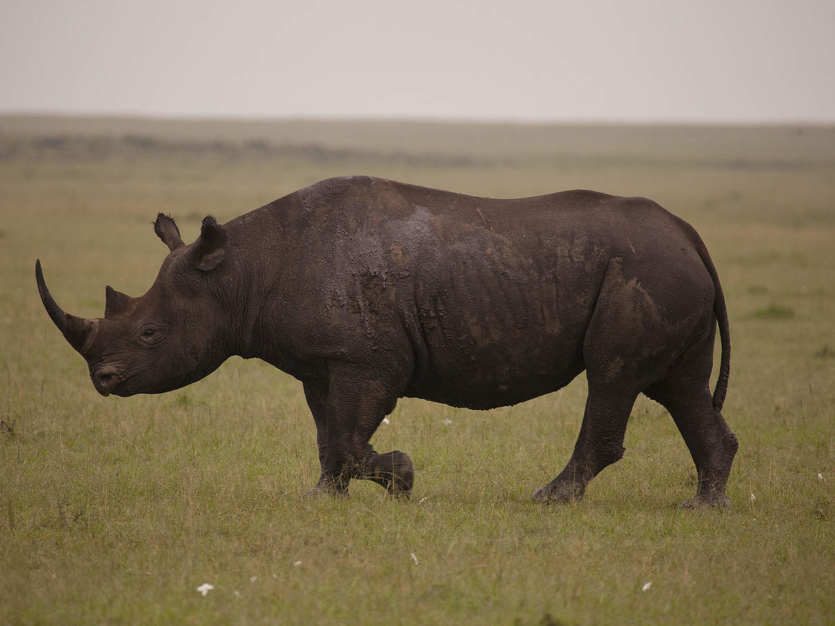 Spitzmaulnashorn in Kenia © Richard Edwards / WWF-UK