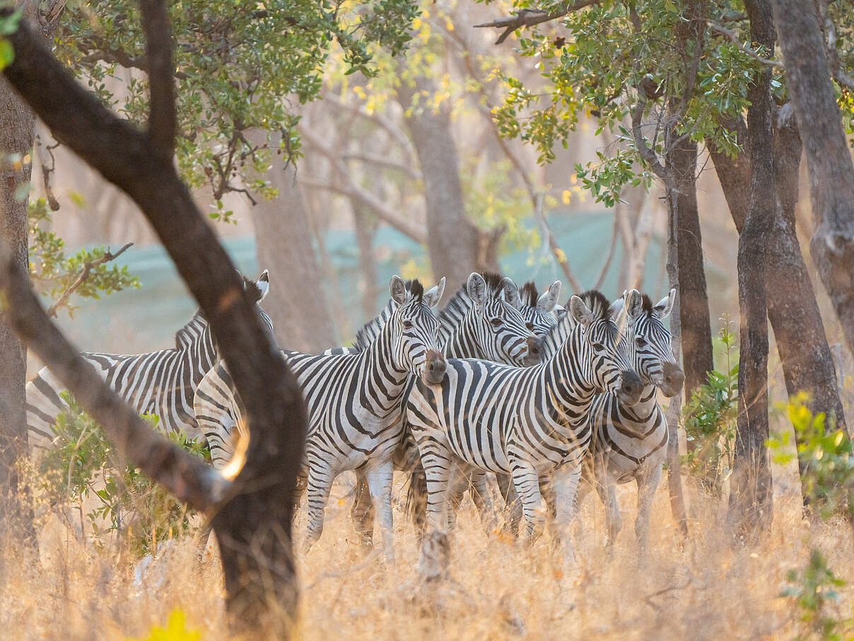 Zebra-Herde im Sioma-Ngwezi-Nationalpark