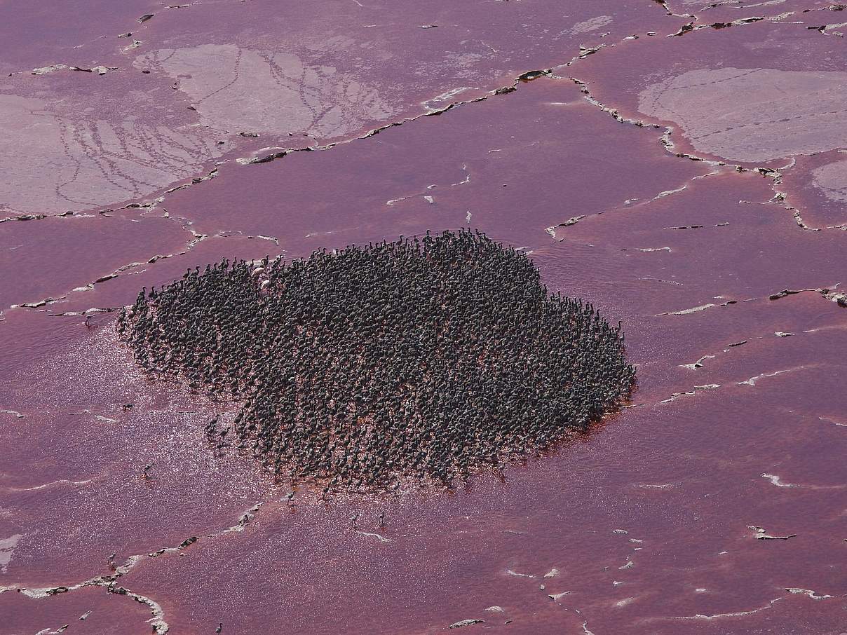 Der Lake Natron, Heimat zahlreicher Flamingos © imago images / Juan Carlos Muñoz
