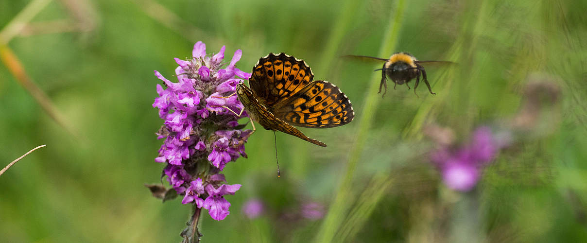 Schmetterling und Hummel © Ralph Frank / WWF