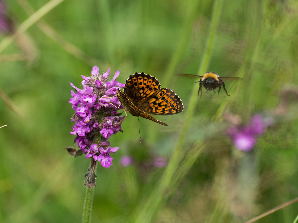 Schmetterling und Hummel © Ralph Frank / WWF