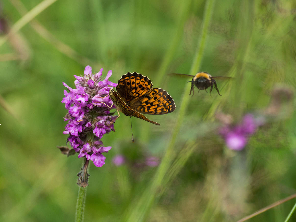 Schmetterling und Hummel © Ralph Frank / WWF