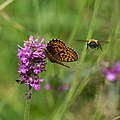 Schmetterling und Hummel © Ralph Frank / WWF