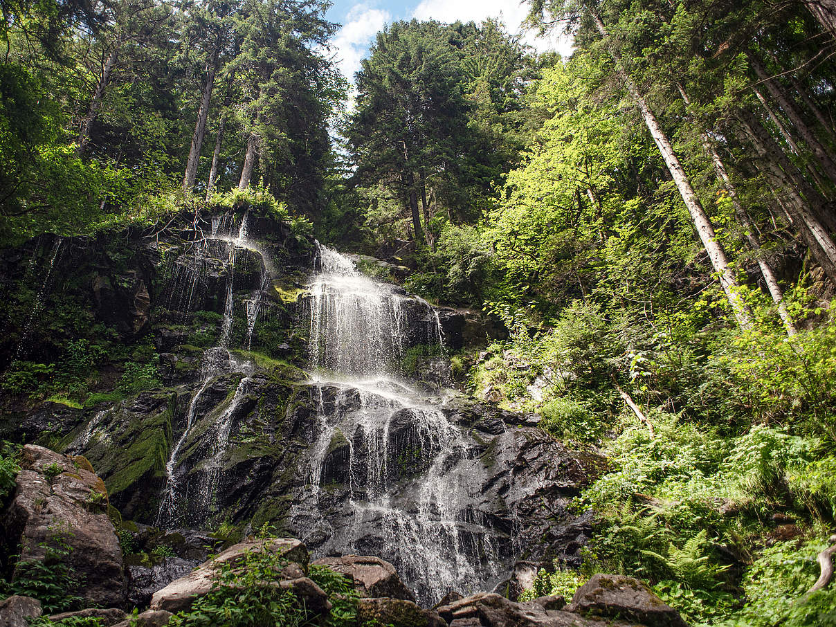Schwarzwald © Claudi Nir / WWF