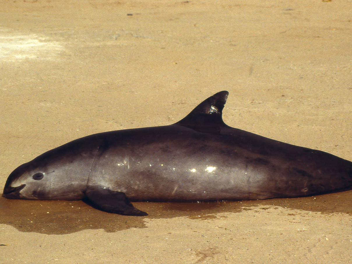 Vaquita © Omar Vidal / WWF