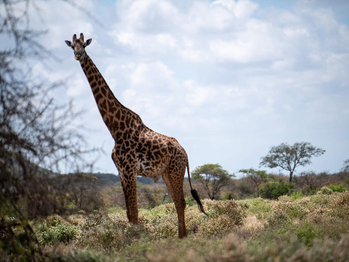 Giraffe im Kitirua Schutzgebiet © Faith Tanui / WWF Kenia Giraffe im Kitirua Schutzgebiet © Faith Tanui / WWF Kenia