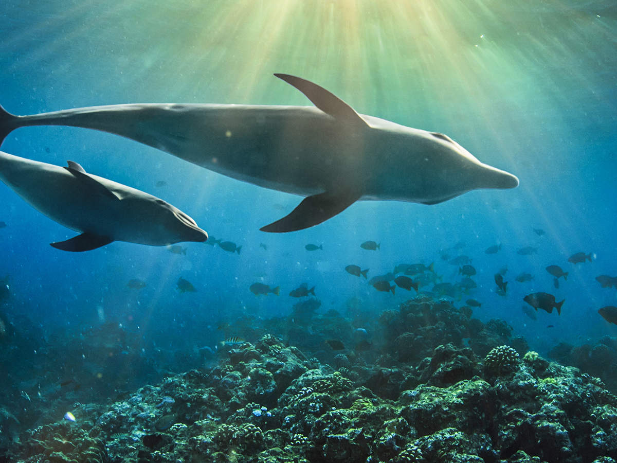 Delfine © Shutterstock / Willyam Bradberry / WWF Sweden