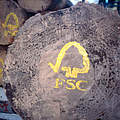FSC-Logo auf Baumstämmen © N.C. Turner / WWF