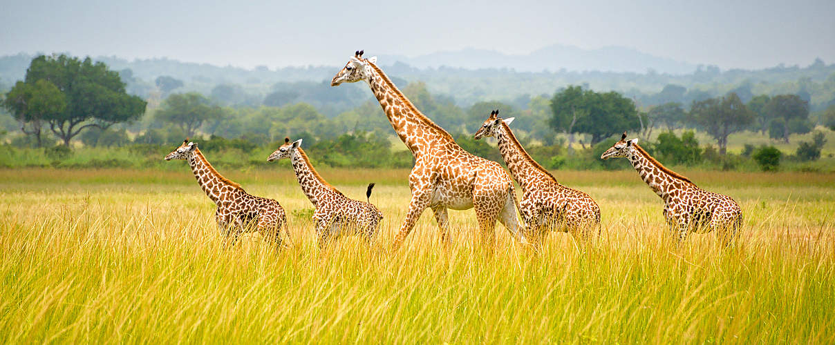 Giraffen in einer Savannenlandschaft in Tansania © Rex Lu / WWF