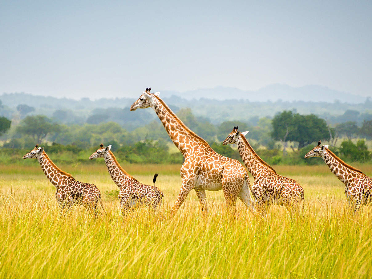 Giraffen in einer Savannenlandschaft in Tansania © Rex Lu / WWF