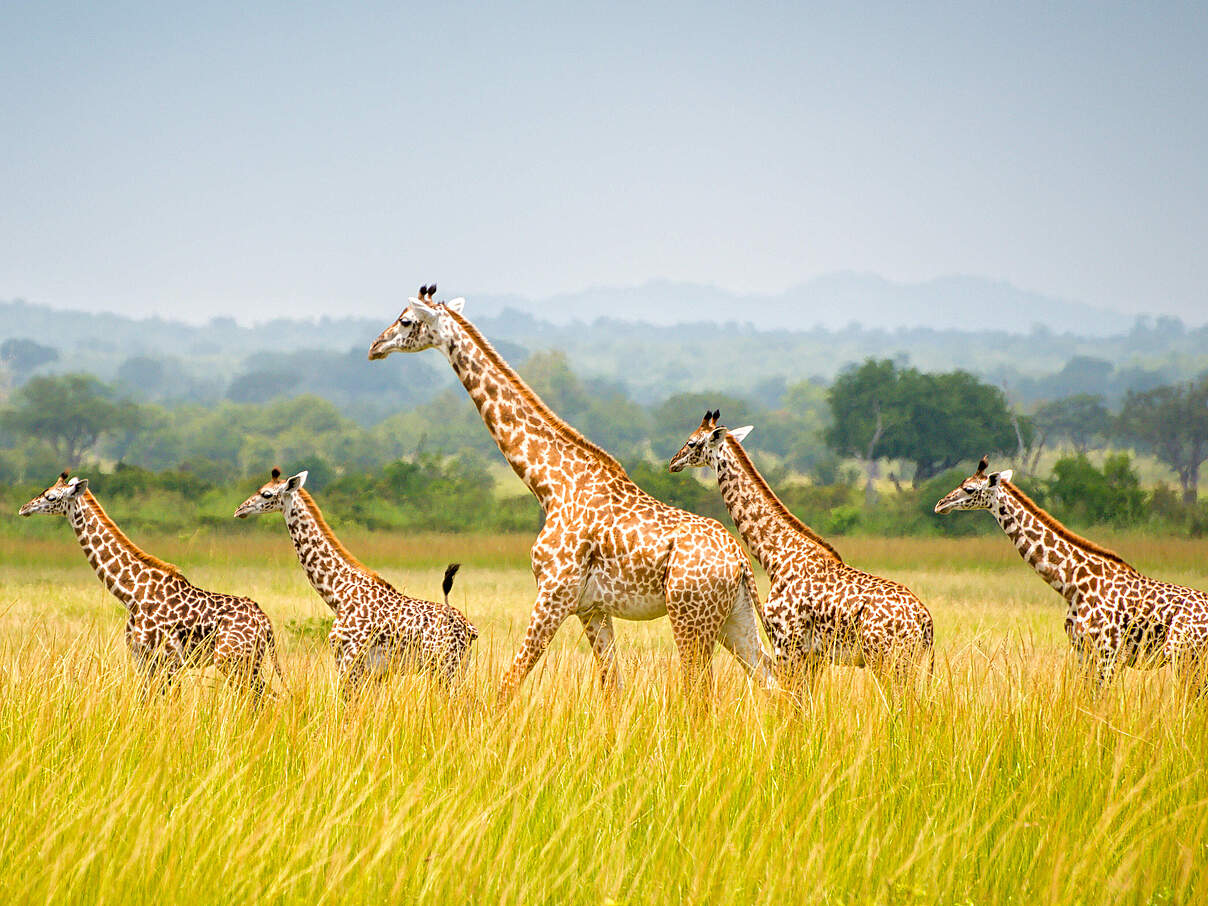 Giraffen in einer Savannenlandschaft in Tansania © Rex Lu / WWF