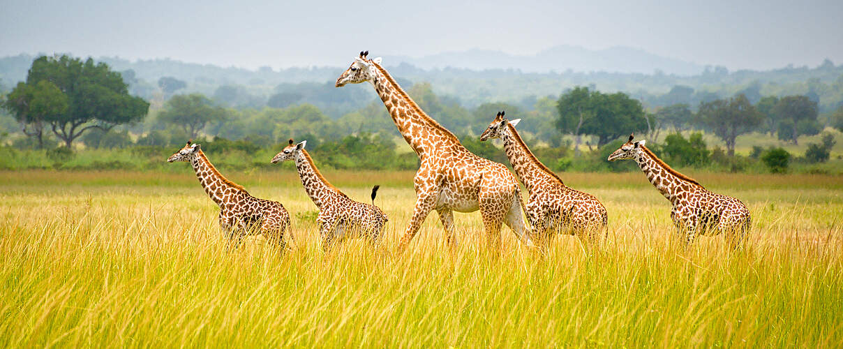 Giraffen in einer Savannenlandschaft in Tansania © Rex Lu / WWF