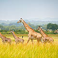 Giraffen in einer Savannenlandschaft in Tansania © Rex Lu / WWF