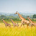 Giraffen in einer Savannenlandschaft in Tansania © Rex Lu / WWF