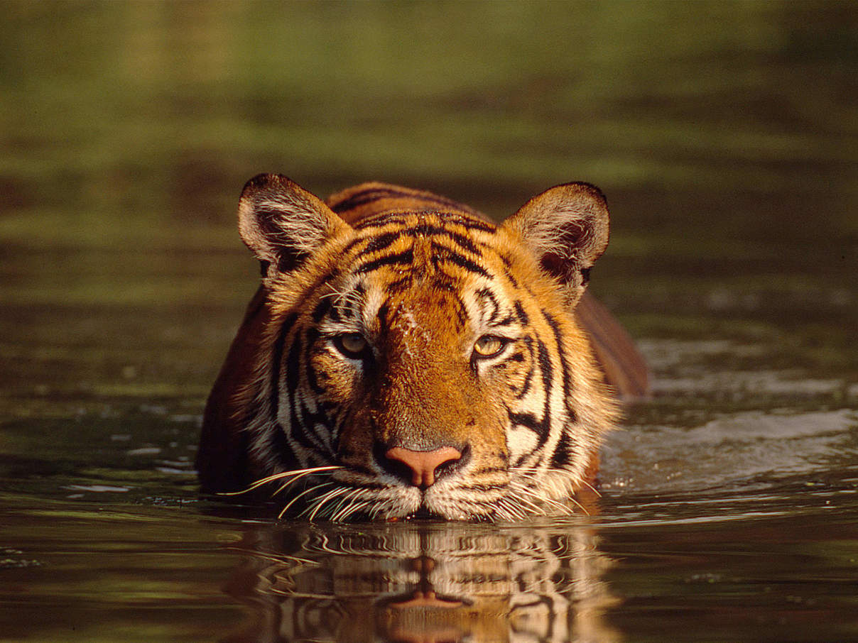 Indischer Tiger schwimmt in Bangkok © Martin Harvey / WWF