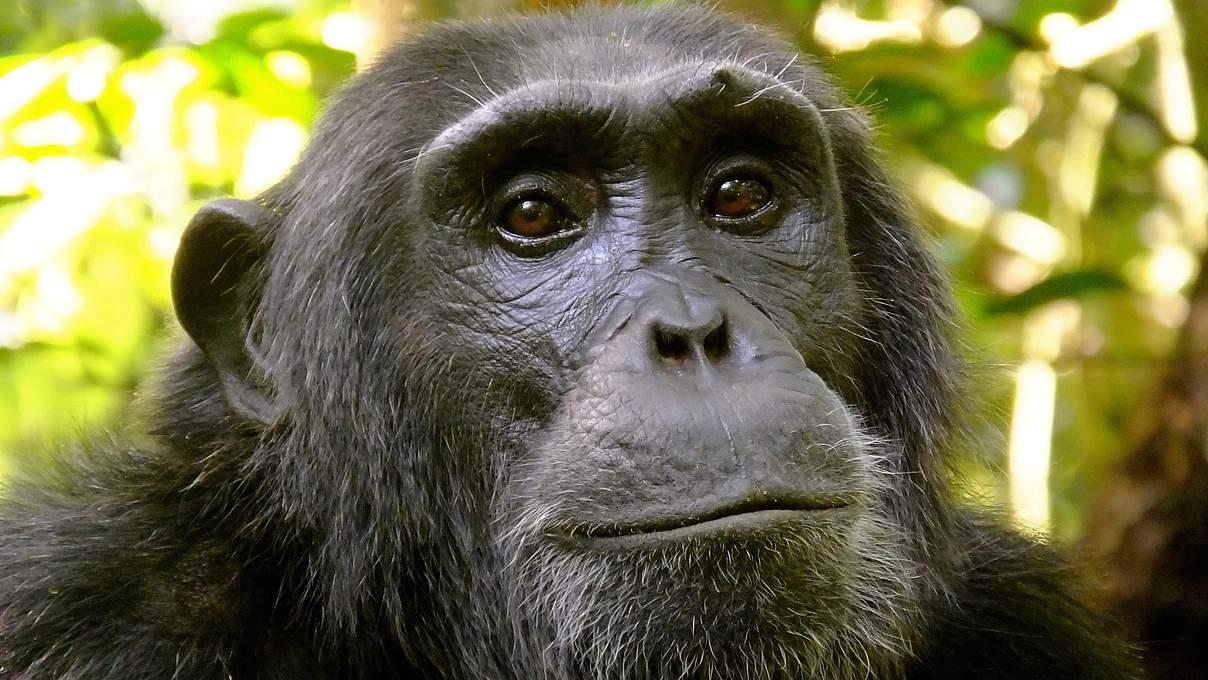 Schimpanse im Kibale National Park, Uganda © Kirsten Lies-Warfield